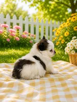 Gigi, a female Pomeranian for sale in Mulberry, KS – 3 of 3