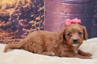 Ruby, a female Cavalier King Charles Spaniel and Miniature Goldendoodle for sale in Mulberry, KS – 3 of 4
