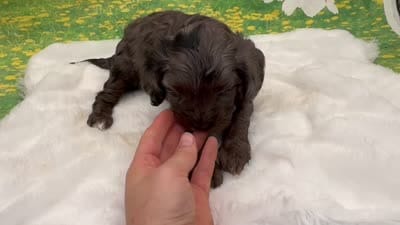 Belle, a female Cavapoo for sale in Mulberry, KS – 5 of 5