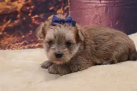 Tanner, a male Morkie for sale in Mulberry, KS – 1 of 3