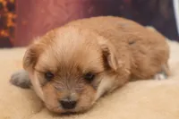 Teddy, a male Morkie for sale in Mulberry, KS – 3 of 4