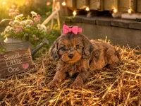 Peach , a female Cavapoo for sale in Mulberry, KS – 3 of 3