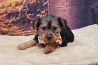 Bentley, a male Yorkshire Terrier for sale in Mulberry, KS – 2 of 3