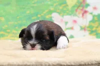 Maggie, a female Shih Tzu for sale in Mulberry, KS – 2 of 3