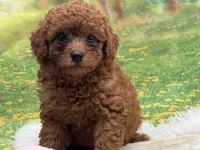 AKC Rusty, a male Poodle - Miniature  for sale in Mulberry, KS – 2 of 3