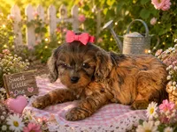 Peach , a female Cavapoo for sale in Mulberry, KS – 1 of 3