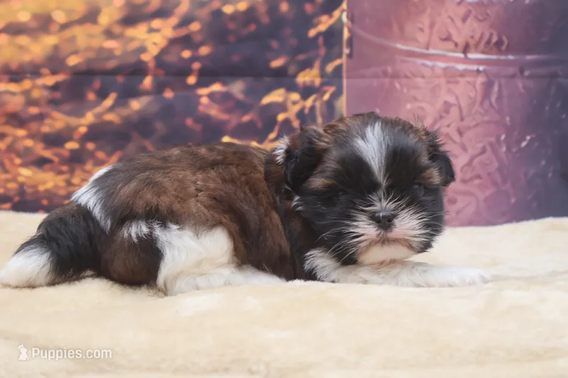 Maggie – Shih Tzu puppy for sale in Mulberry, KS
