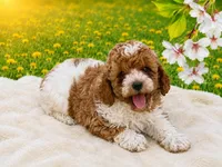 AKC Teddy, a male Poodle - Miniature  for sale in Mulberry, KS – 3 of 4