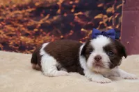 AKC Bruno, a male Shih Tzu for sale in Mulberry, KS – 2 of 3