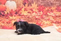 Raven, a female Morkie for sale in Mulberry, KS – 2 of 3