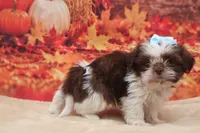AKC Tucker, a male Shih Tzu for sale in Mulberry, KS – 3 of 3