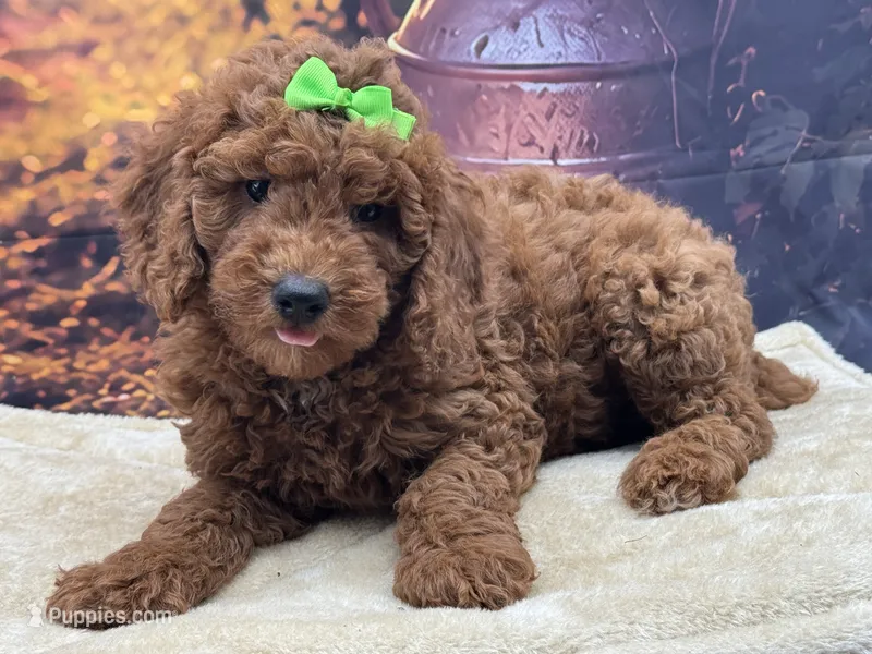 AKC Winston – Poodle - Miniature  puppy for sale in Mulberry, KS