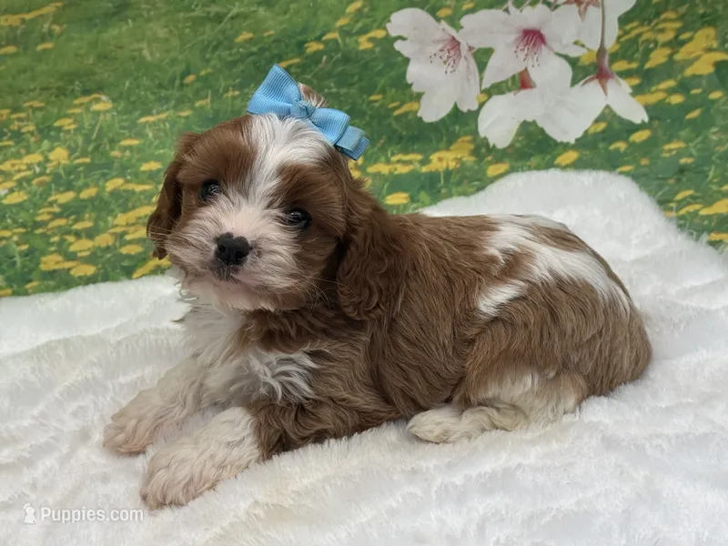 Teddy, a male Cavapoo for sale in Mulberry, KS – 1 of 4