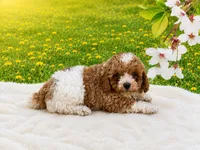 AKC Teddy, a male Poodle - Miniature  for sale in Mulberry, KS – 4 of 4