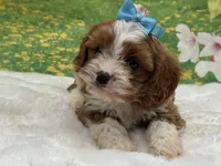 Teddy, a male Cavapoo for sale in Mulberry, KS – 3 of 4