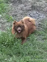 Maple , a female Pomeranian for sale in Mulberry, KS – 1 of 2