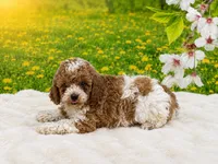 AKC Teddy, a male Poodle - Miniature  for sale in Mulberry, KS – 2 of 4