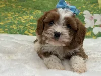 Teddy, a male Cavapoo for sale in Mulberry, KS – 2 of 4