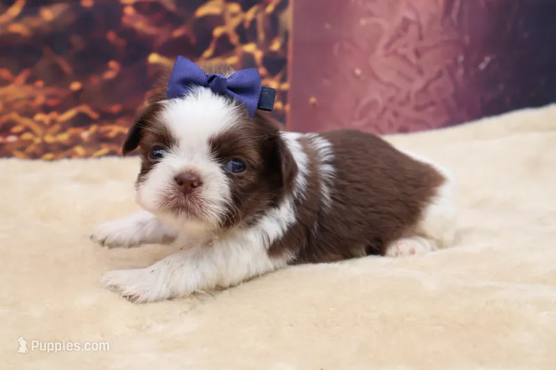 AKC Bruno – Shih Tzu puppy for sale in Mulberry, KS