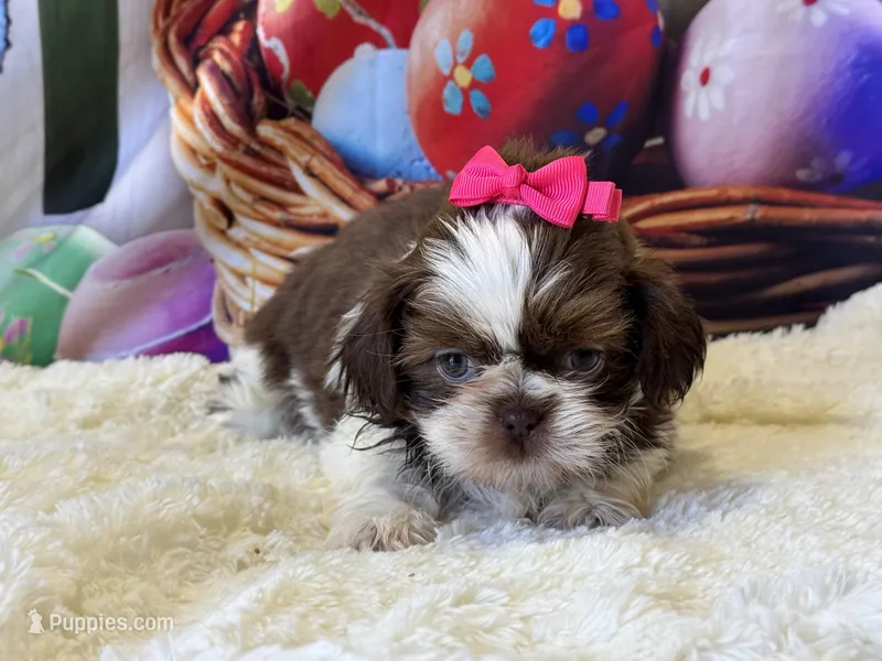 AKC Suzie, a female Shih Tzu for sale in Mulberry, KS – Photo 1 of 3