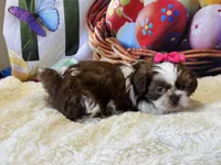 AKC Suzie, a female Shih Tzu for sale in Mulberry, KS – Photo 3 of 3