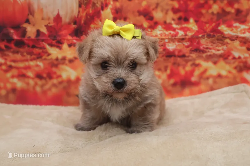 Teddy – Morkie puppy for sale in Mulberry, KS