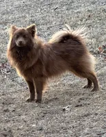 Jenny, a female Pomeranian for sale in Mulberry, KS – Photo 2 of 2