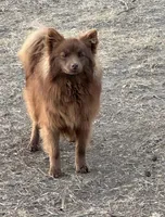 Jenny, a female Pomeranian for sale in Mulberry, KS – Photo 1 of 2