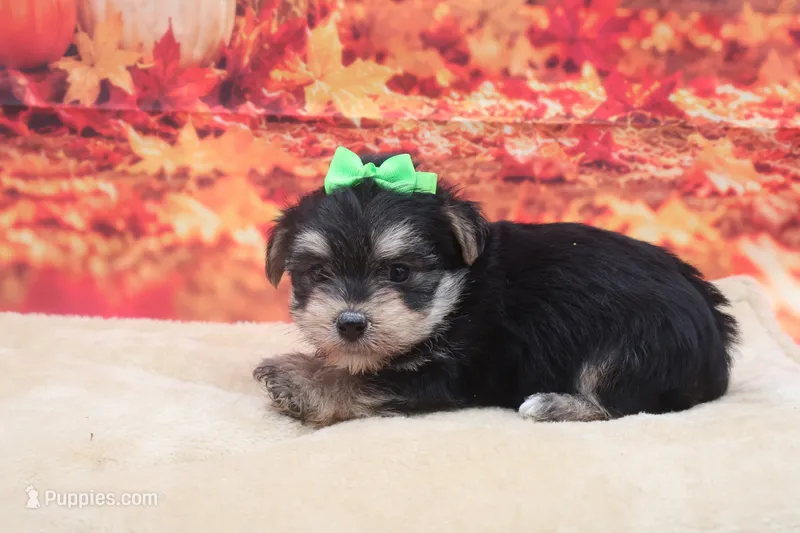 Bandit – Morkie puppy for sale in Mulberry, KS