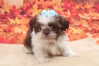 AKC Tucker, a male Shih Tzu for sale in Mulberry, KS – 2 of 3