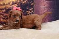 Ruby, a female Cavalier King Charles Spaniel and Miniature Goldendoodle for sale in Mulberry, KS – 4 of 4