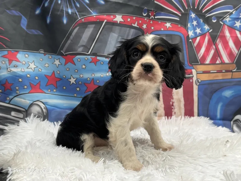 Rose – Cavalier King Charles Spaniel puppy for sale in Mulberry, KS