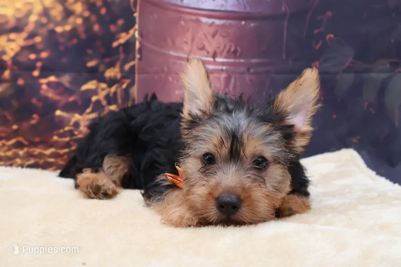 Bentley – Yorkshire Terrier puppy for sale in Mulberry, KS