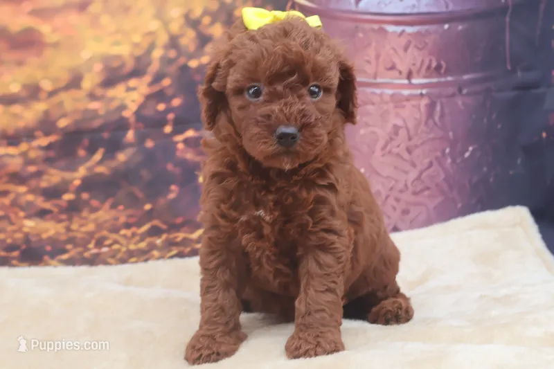 Ember – Poodle - Miniature  puppy for sale in Mulberry, KS