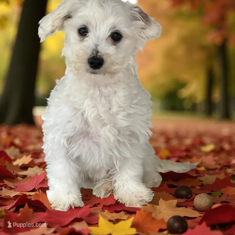 Dottie  – Maltese puppy for sale in Mulberry, KS