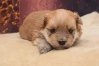 Teddy, a male Morkie for sale in Mulberry, KS – 2 of 4