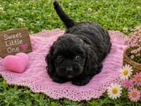 Beauty, a female Cavapoo for sale in Mulberry, KS – 2 of 2