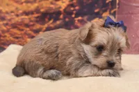Tanner, a male Morkie for sale in Mulberry, KS – 2 of 3