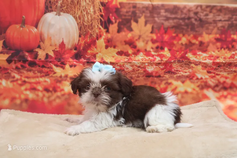 AKC Bruno – Shih Tzu puppy for sale in Mulberry, KS