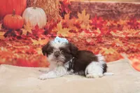 AKC Tucker, a male Shih Tzu for sale in Mulberry, KS – 1 of 3