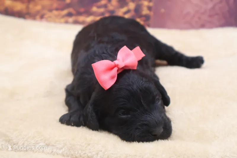 AKC Beauty, a female Poodle - Miniature  for sale in Mulberry, KS – 1 of 3