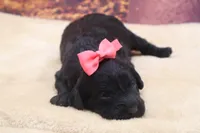 AKC Beauty, a female Poodle - Miniature  for sale in Mulberry, KS – 1 of 3