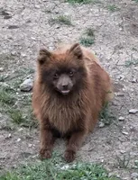 Maple , a female Pomeranian for sale in Mulberry, KS – 2 of 2