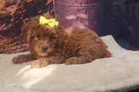 AKC Luna, a female Poodle - Miniature  for sale in Mulberry, KS – 3 of 3