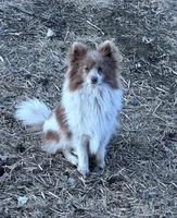 Ivy, a female Pomeranian for sale in Mulberry, KS – Photo 1 of 2