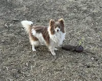 Ivy, a female Pomeranian for sale in Mulberry, KS – Photo 2 of 2