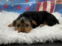 Mike , a male Yorkshire Terrier for sale in Mulberry, KS – 3 of 4