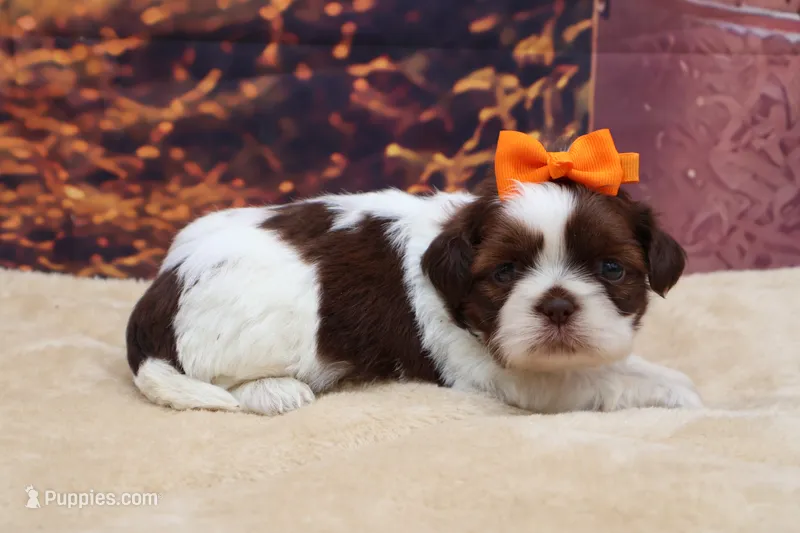 AKC Coco – Shih Tzu puppy for sale in Mulberry, KS