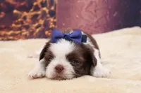 AKC Bruno, a male Shih Tzu for sale in Mulberry, KS – 3 of 3