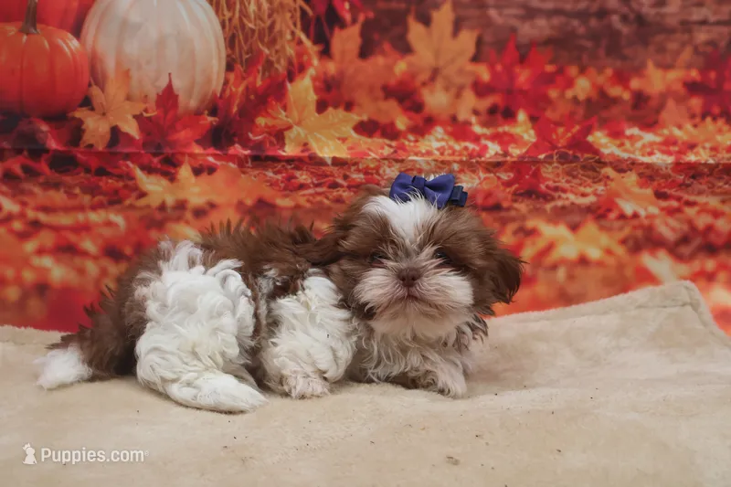 AKC Tucker – Shih Tzu puppy for sale in Mulberry, KS